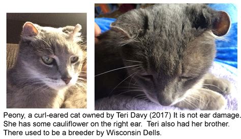in cats curled ears result from an allele|Disorders of the Outer Ear in Cats .